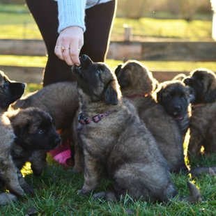 7 weeks