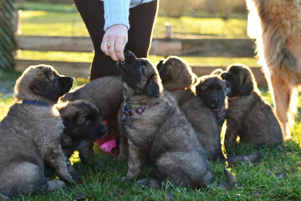 7 weeks